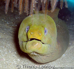 Moray Eel in the sea of Cortez.... by Thierry Lannoy 